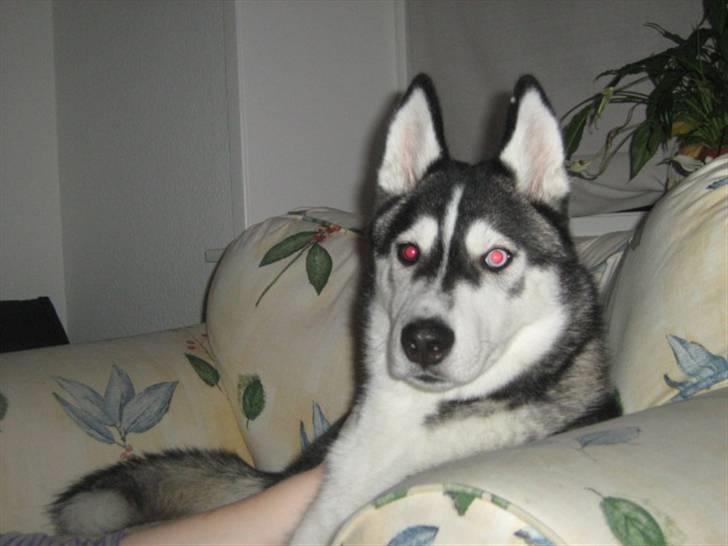 Siberian husky Zico billede 5