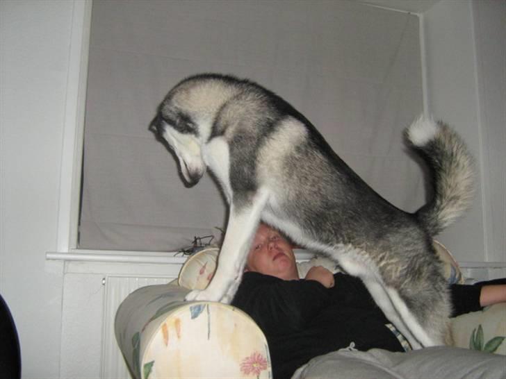 Siberian husky Zico - "Du går ingen steder" !!! :D billede 6