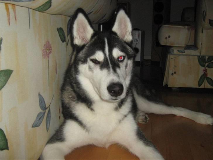 Siberian husky Zico - Blinker lige til far ;-) billede 7