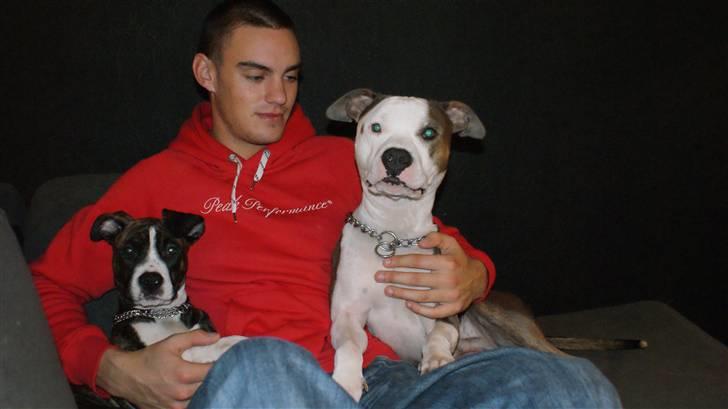 Amerikansk staffordshire terrier Nala - Stefan, Nala og Balto :) billede 12