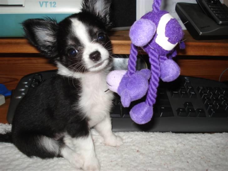 Chihuahua My - Lille My ligner en miniatyre Border Colli billede 1