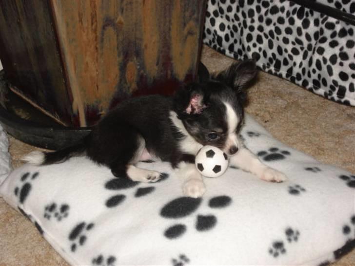 Chihuahua My - My ligger og leger med sin lille bold billede 2