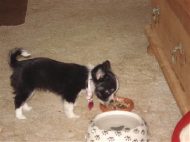 Chihuahua My - My er lidt sur, har fået halsbånd på med hjerte, den rammer hendes små ben billede 3