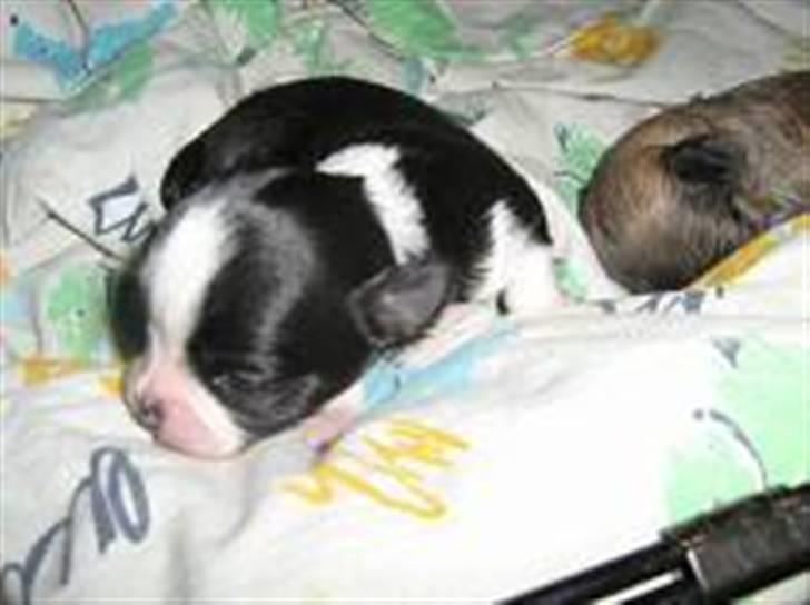 Chihuahua My - Lille My har lige åbnet sine øjne 12 dage gammel billede 4