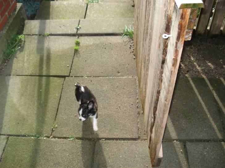 Chihuahua My - My løber selv ud i haven, når hun skal tisse ! stor pige billede 5