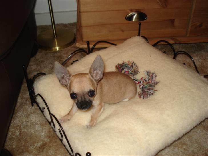 Chihuahua Mini - Mini elsker sin lille seng med lammeskindspuden i. billede 1