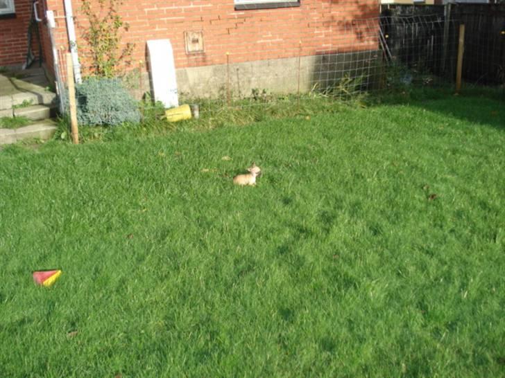 Chihuahua Mini - Kan i finde mig i det høje græs?? billede 2
