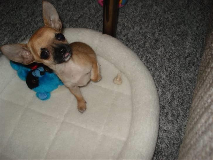 Chihuahua Mini - Havde mine øre været større, ville min mor kalde mig Dumpo billede 3