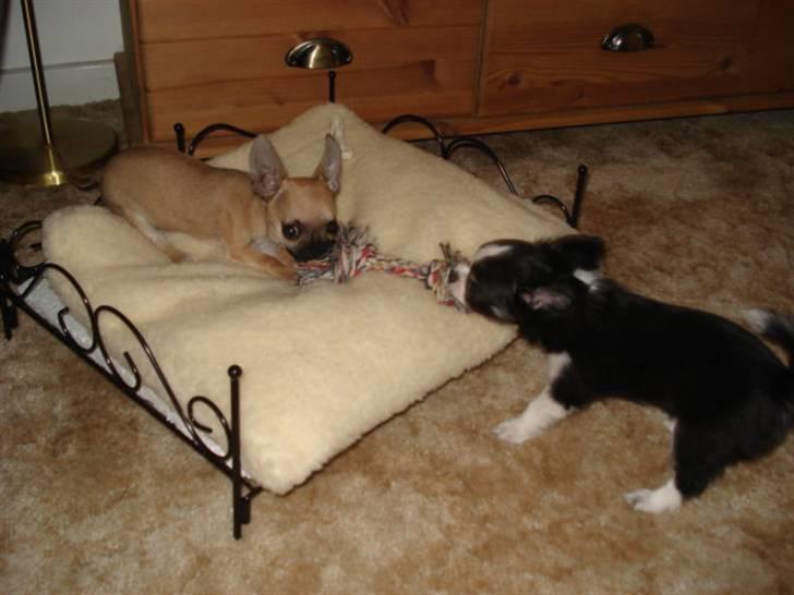 Chihuahua Mini - Her leger jeg med min bedste ven lille My billede 4