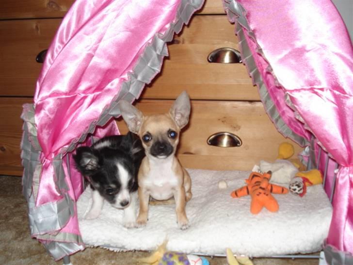 Chihuahua Mini - Vi har fået en rigtig Prinsesse seng, den er vi rigtige glade for,især mig!!! billede 5