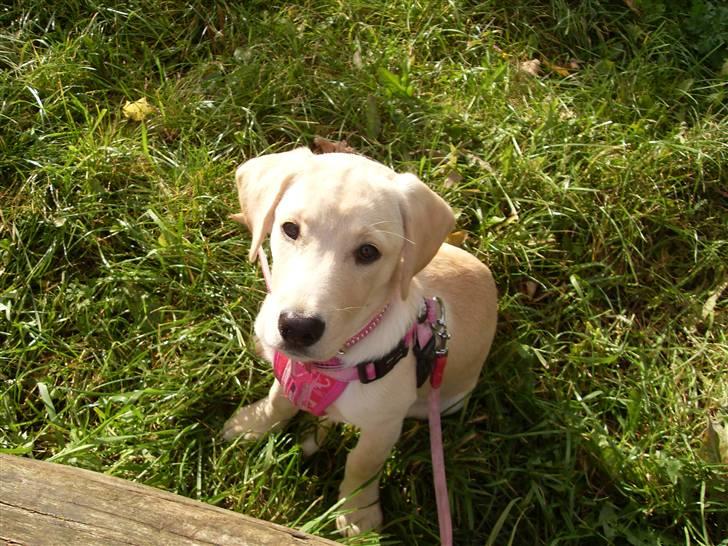 Labrador retriever *Perle* billede 8