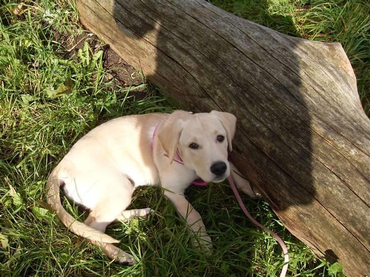 Labrador retriever *Perle* billede 9