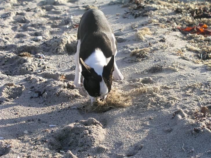 Boston terrier Bella - Jeg elsker bare at ruske det farlige tang på stranden! billede 15