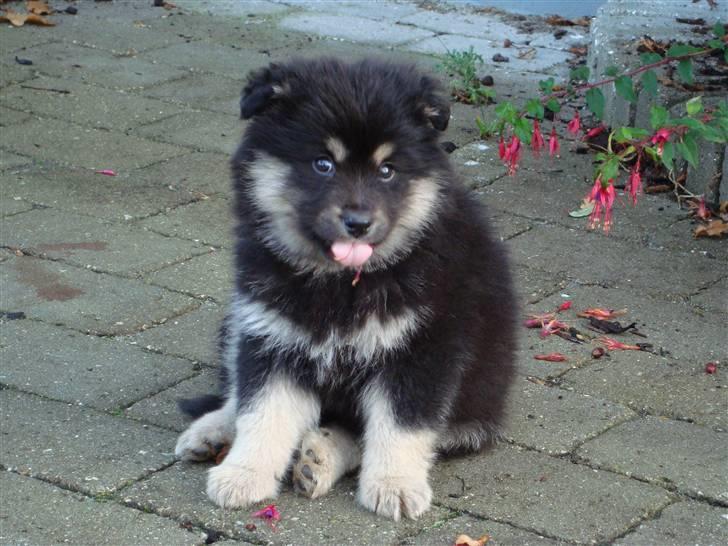 Finsk lapphund Freesia - STOR have  billede 1