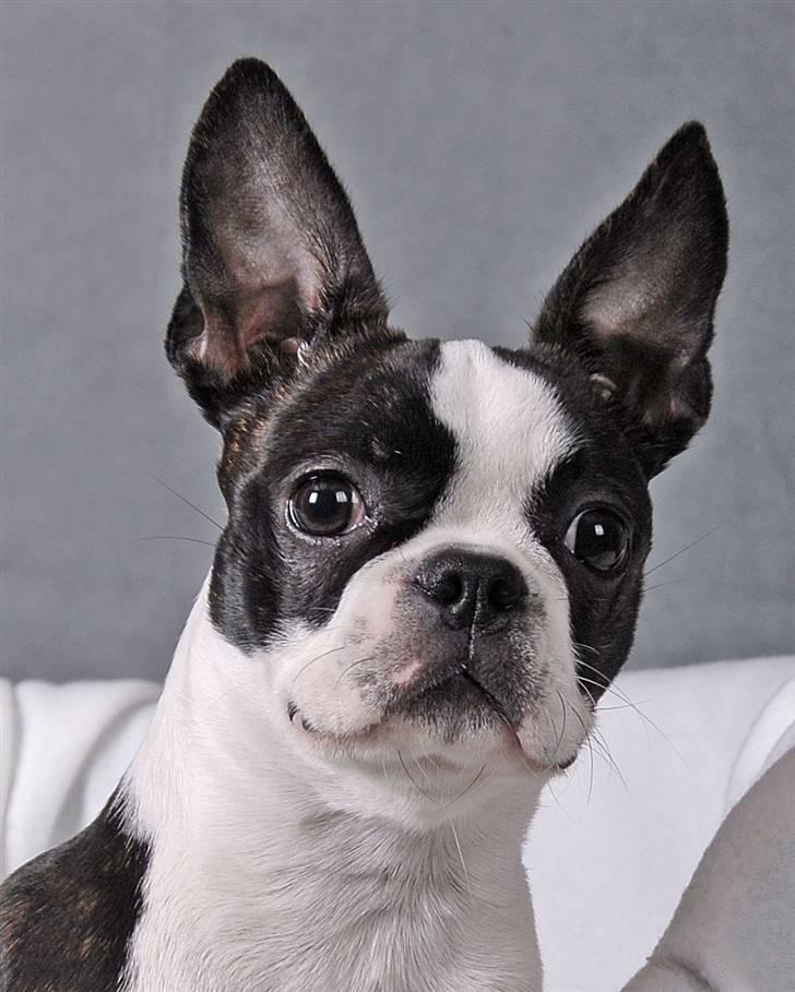 Boston terrier Bella - Jeg sidder lige helt stille for fotografen - så får jeg nok en godbid :-) billede 16
