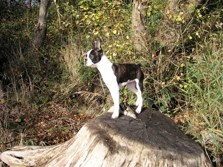Boston terrier Bella - Bare lige så i ved det, så er det altså mig der er Dronning over Trelde Næs!! billede 17