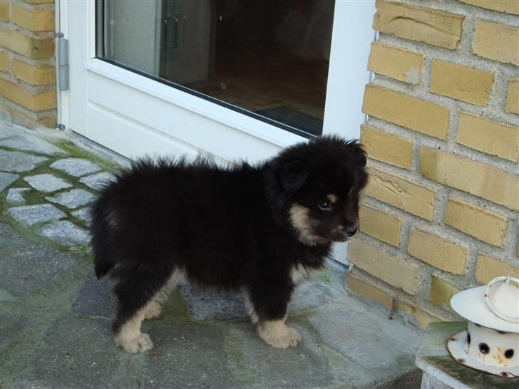 Finsk lapphund Freesia - Jeg vil ind  billede 2