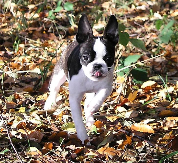 Boston terrier Bella - Hvis jeg skynder mig, så tror jeg at der vanker en godbid!! billede 18