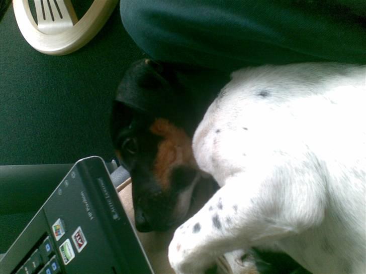 Dansk svensk gaardhund krivk slogt - krivk der lige har være ud og løbe og nu er han træk og skal sove billede 2