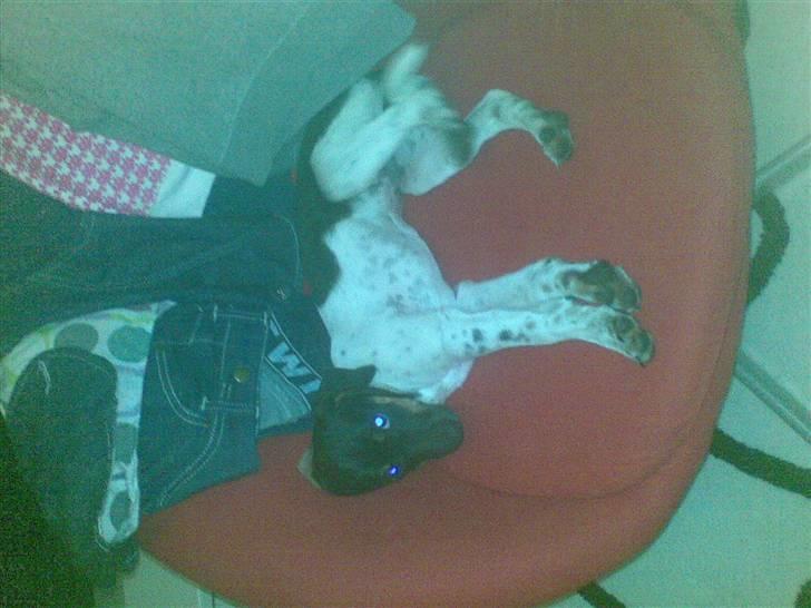 Dansk svensk gaardhund krivk slogt - krivk billede 5