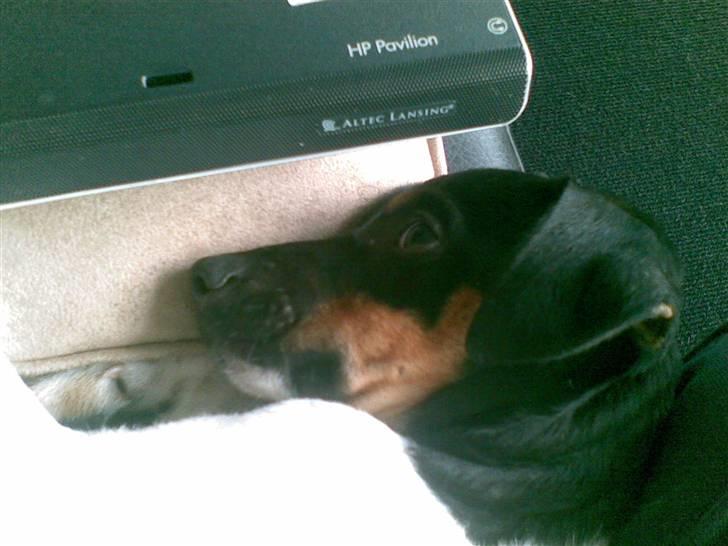 Dansk svensk gaardhund krivk slogt - kivk der sover billede 6