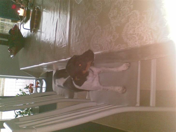 Dansk svensk gaardhund krivk slogt - krivk der lige har spist min mad billede 7