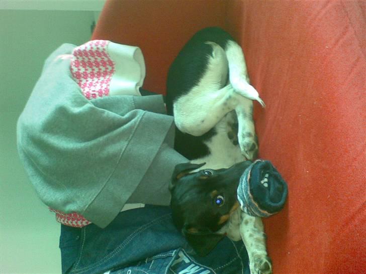 Dansk svensk gaardhund krivk slogt - krivk billede 9