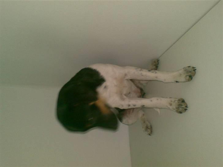 Dansk svensk gaardhund krivk slogt - krivk samme med mor op på min hems hehe billede 10