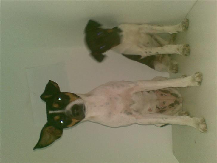 Dansk svensk gaardhund snubi - snubi og krivk billede 10