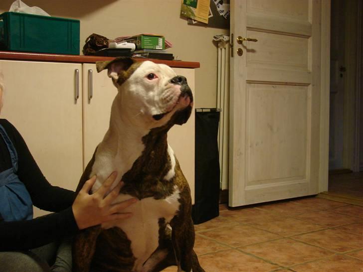 Amerikansk bulldog Burner billede 1