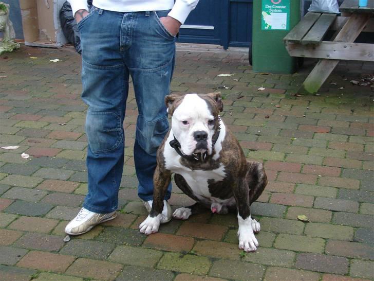 Amerikansk bulldog Burner billede 2