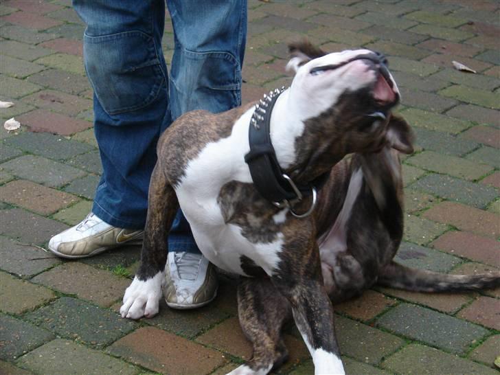 Amerikansk bulldog Burner billede 3