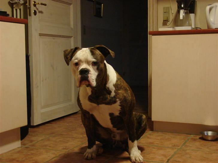 Amerikansk bulldog Burner billede 4