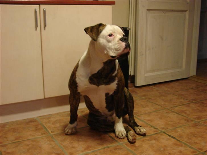 Amerikansk bulldog Burner billede 5