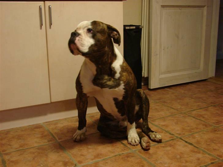 Amerikansk bulldog Burner billede 6