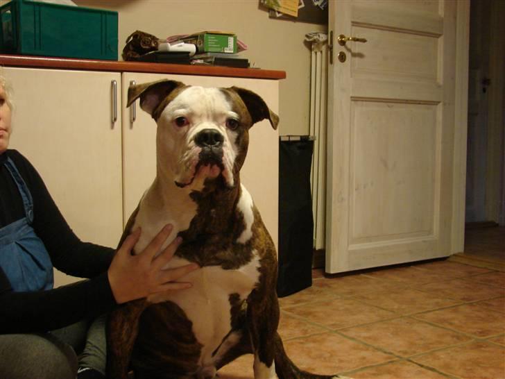 Amerikansk bulldog Burner billede 7