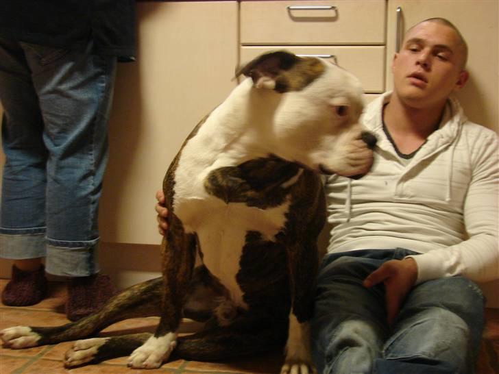 Amerikansk bulldog Burner billede 8