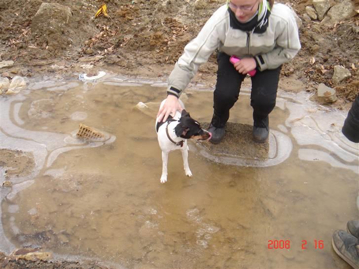 Dansk svensk gaardhund snubi - snubi på is billede 11