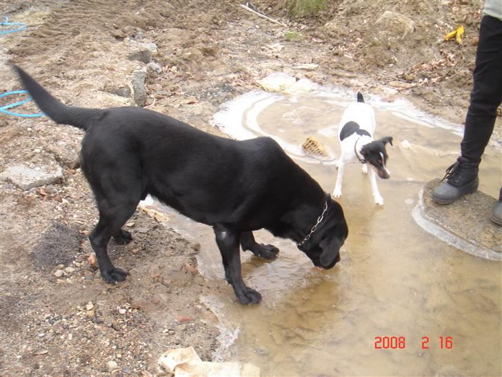 Labrador retriever blackie DØD! - blackie på is billede 7