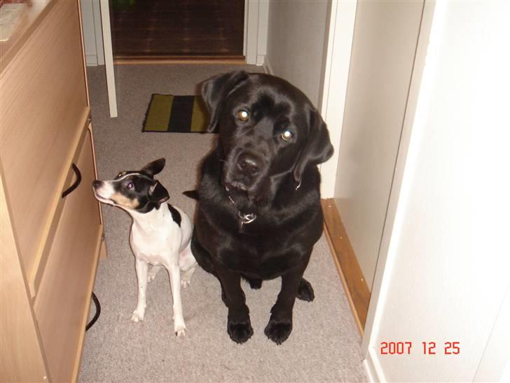Labrador retriever blackie DØD! - blackie og snubi (: billede 8
