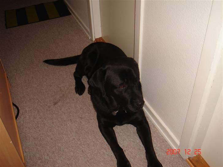Labrador retriever blackie DØD! - blackie billede 9