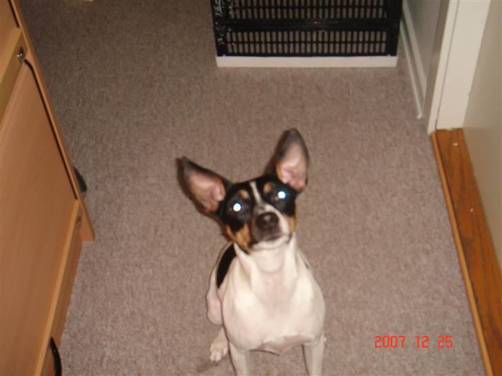 Dansk svensk gaardhund snubi - snubi hehe billede 12