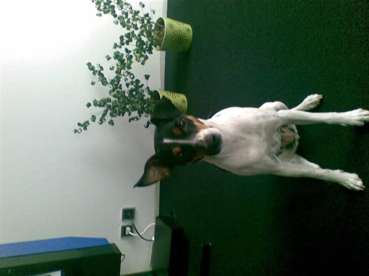 Dansk svensk gaardhund snubi - snubi hehe billede 13