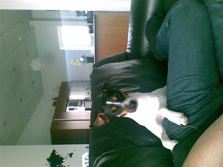 Dansk svensk gaardhund snubi - snubi der leger med min far billede 14