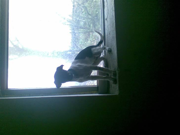 Dansk svensk gaardhund krivk slogt - krivk der leger billede 13