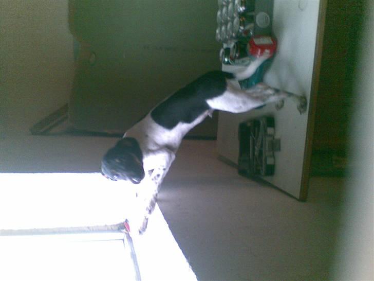 Dansk svensk gaardhund krivk slogt - krivk er der nååt billede 14