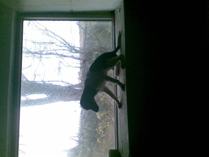 Dansk svensk gaardhund krivk slogt - der er altså nååt der ud billede 15