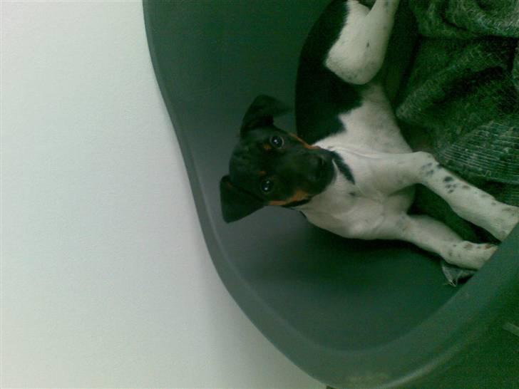 Dansk svensk gaardhund krivk slogt - heej  (: billede 16