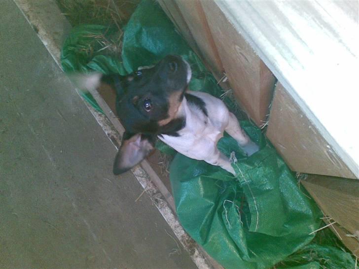 Dansk svensk gaardhund krivk slogt - jeg vil også op til mor (: billede 17