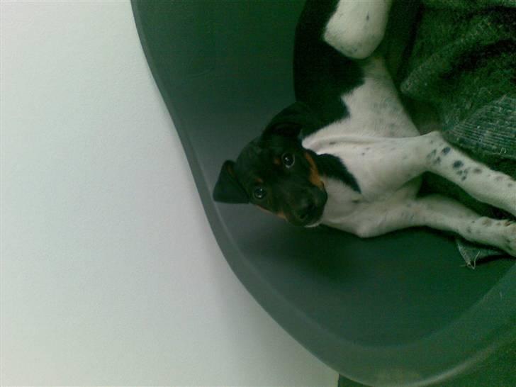 Dansk svensk gaardhund krivk slogt - krivk heej vov vov billede 20